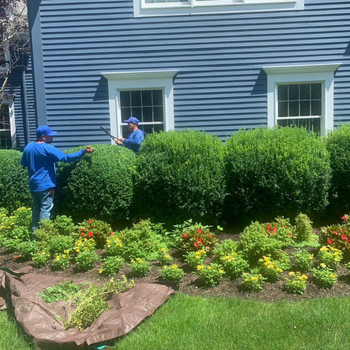 Supervised Gardeners of Peter Atkins and Associates pruning boxwoods