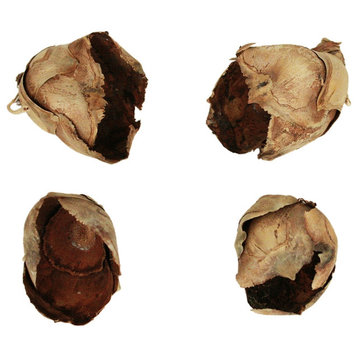 Vickerman H2CCPB000 2-3" Natural Cacho Pod, Bulk Case of 60 Pods, Dried