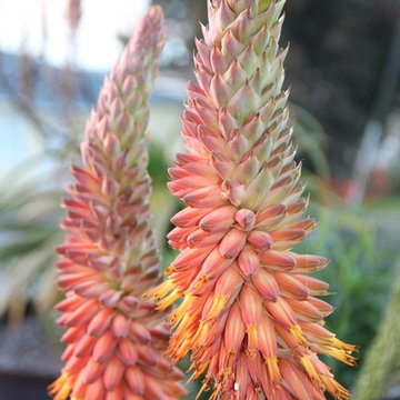 Aloe rubroviolacea