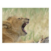Anna Jones's photo