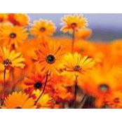 Lori Gagnon's photo