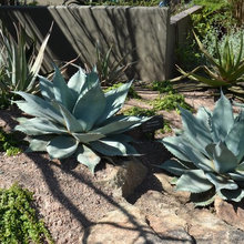 Landscaping: desert &SW plants