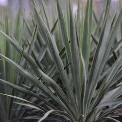 Current Featured Plants - Products