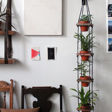 Indoor Plants