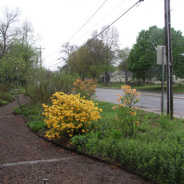 Native Azaleas on a cold Spring Day