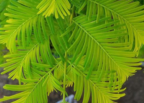 Good Rush Dawn Redwood