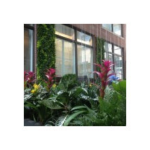 Interior Plants