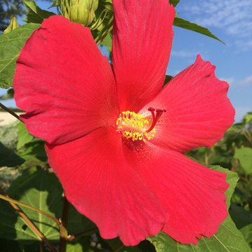 Big Hit™ Red Hardy Hibiscus