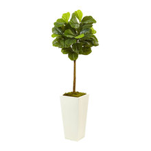 LOT 1 - INDOOR PLANTS