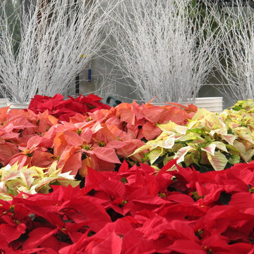 Holiday Decor