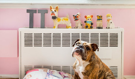 Pet’s Place: Tater Tot Lives an Organized Life in NYC