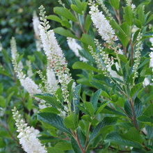 Garden plants