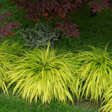 Landscape Ideas