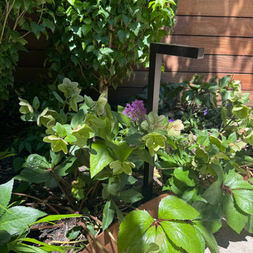 Brooklyn Heights Shady Garden