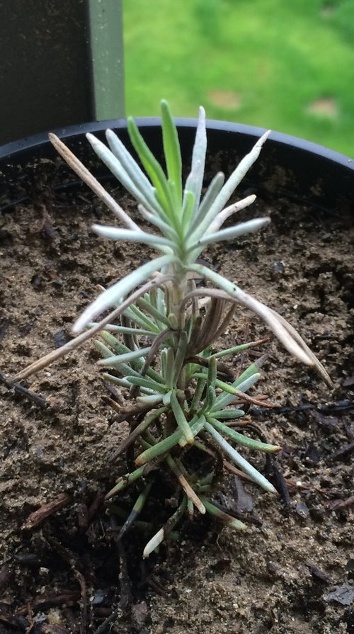 Is this Rosemary plant edible?