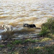 Cheryl Pitman Burch's photo