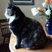 Anne Devlin's photo