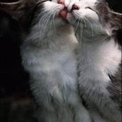 Shireen Dodgerson's photo