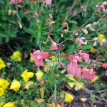 Mission Viejo Front Yard