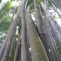 Bamboo installations - Products