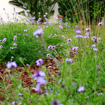 West Los Angeles Lawn Removal Makeover