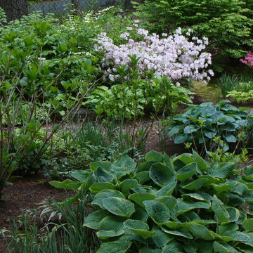 Shade Garden at edge of woodland
