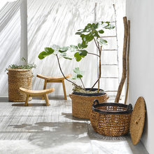 Plantes