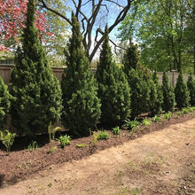 Side Yard