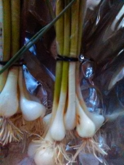 Up for Trade. Wild Nobby Onion Set�s Remember I�m Easy To