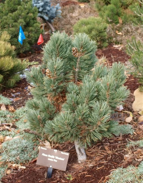 zone 5 conifers