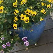 Lisa Camp's photo