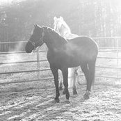Rob van Wessum's photo