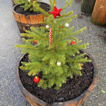 Decorated Live Christmas Trees in Whiskey Barrels