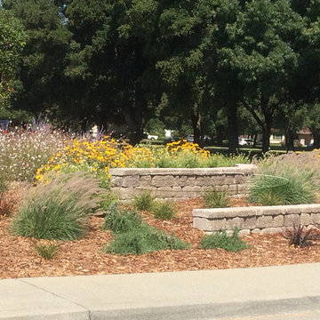 Lawn Converted into Drought Tolerant Landscape
