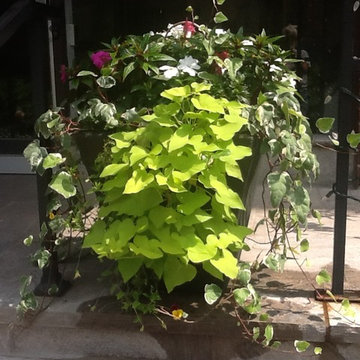 Summer Urn/Planter Arrangements