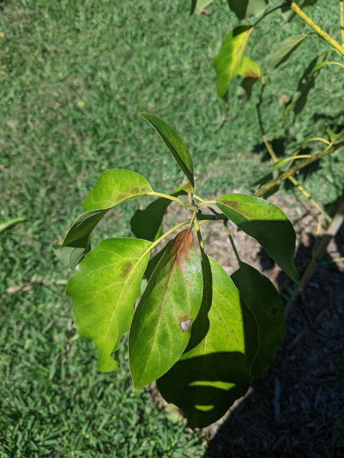 Avocado tree root rot?