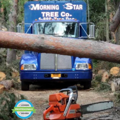 Morning Star Tree Co.