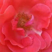 Lisa Hartz's photo