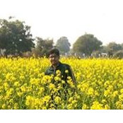 Mohit Phogat's photo