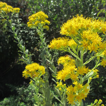 Stiff Goldenrod / Solidago rigida