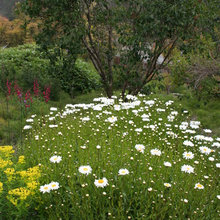 semi shade garden