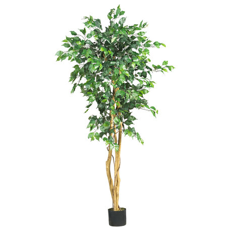 5' Ficus Silk Tree