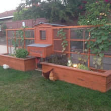 Chicken Coop