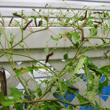 Great Design Plant: Native Passionvine or Maypop
