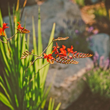 Montbretia in Morning Light
