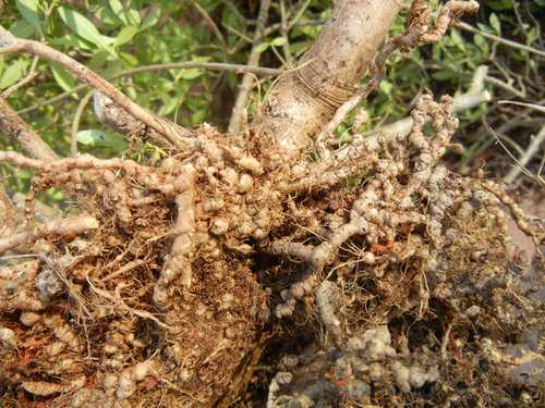Trailing Gardenia roots-Ok or diseased?