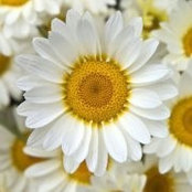Sue Taylor's photo