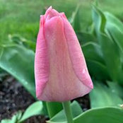 Vicki Kubiak's photo