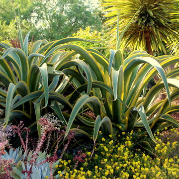 Sunbathing Agave vilmoriniana 'stained glass'