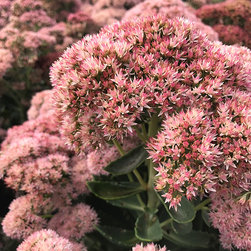 Current Featured Plants - Products